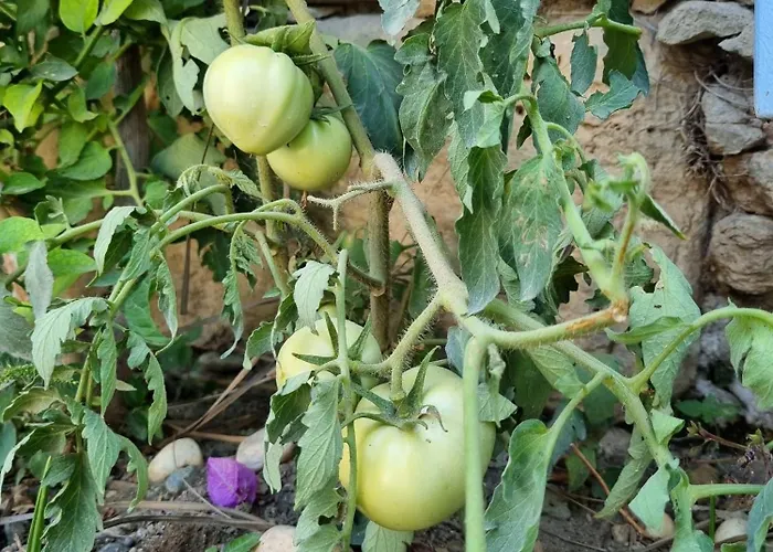 Olea Sigacik & Bistro ספריהיסאר