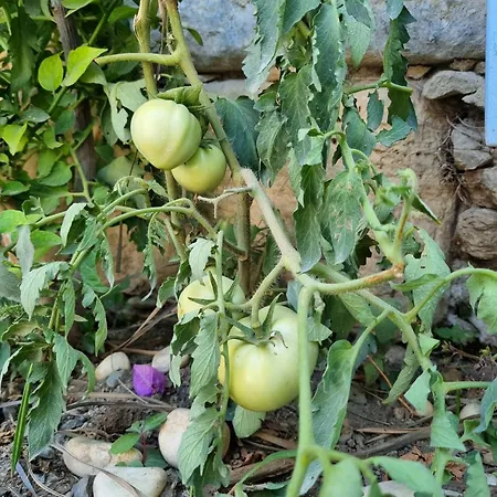 Pangea Sığacık Pansiyon&bistro Seferihisar